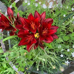 Meet your Posher, Jodi